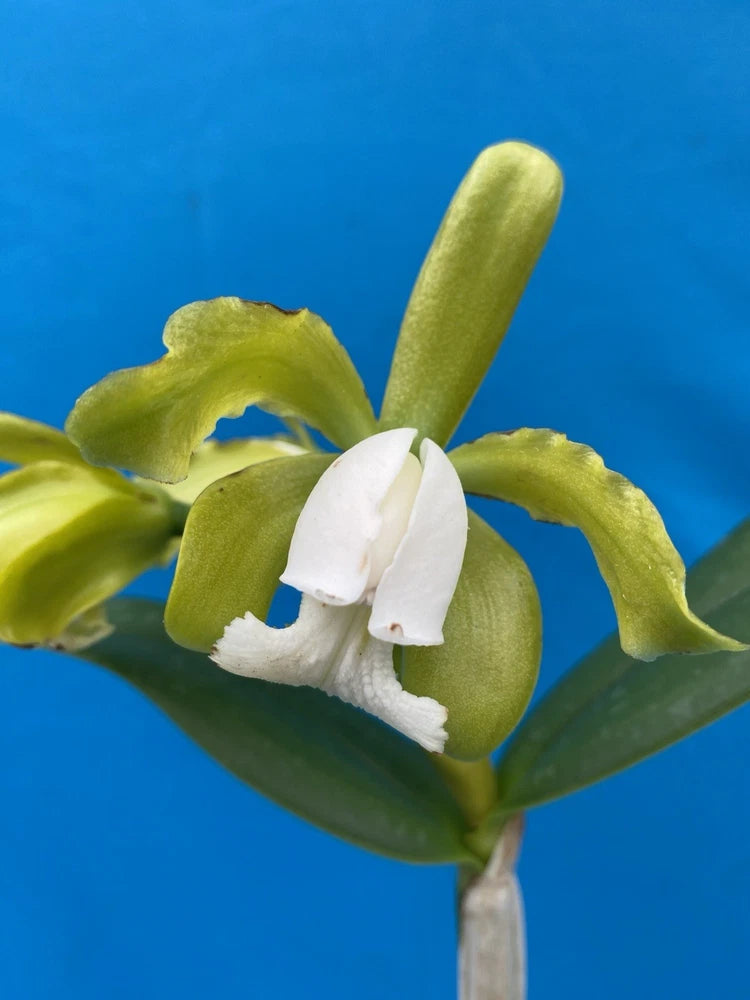 White and light green orchid bloom with three petals on curved stem