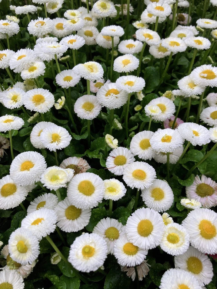 500 Dwarf WHITE ENGLISH DAISY Bellis Perennis Flower Seeds Flowering Plants