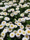 500 Dwarf WHITE ENGLISH DAISY Bellis Perennis Flower Seeds Flowering Plants