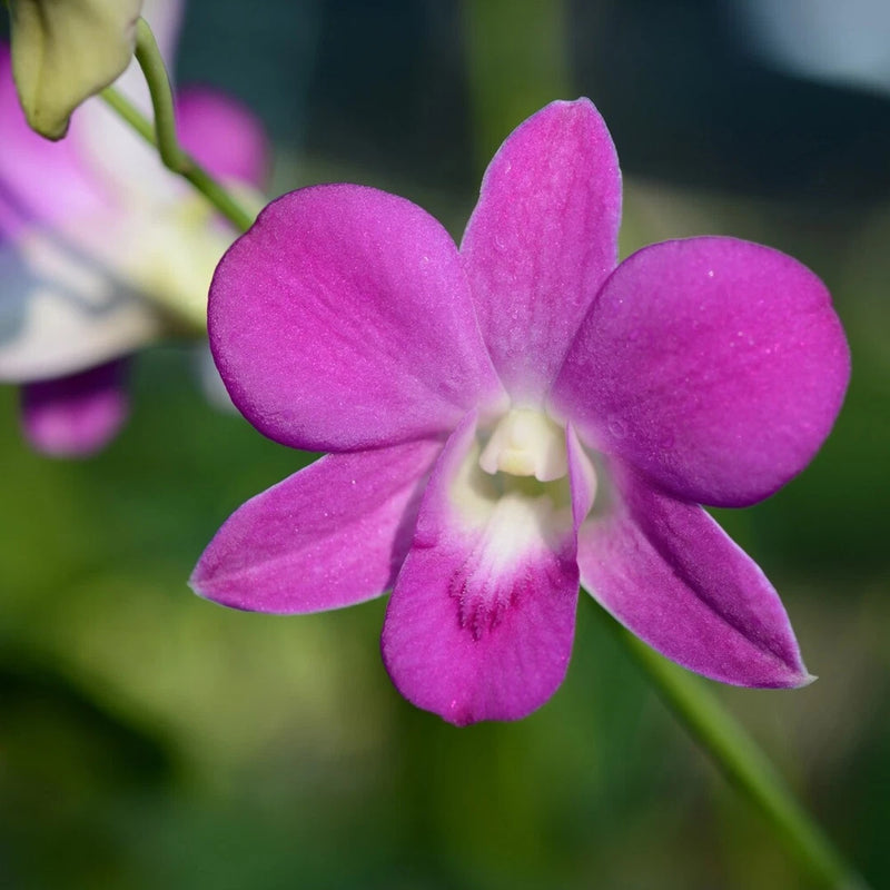 Pink Dendrobium orchid blossom with five petals and pale center