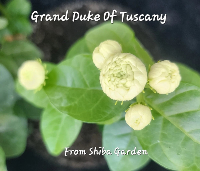 Grand Duke of Tuscany Jasmine Green Plant