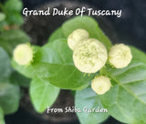 Grand Duke of Tuscany Jasmine Green Plant