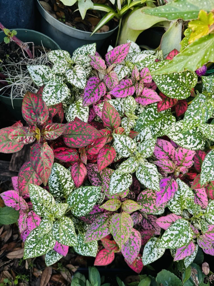 The polka dot plant (Hypoestes phyllostachya) Orchids