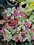 The polka dot plant (Hypoestes phyllostachya) Orchids