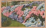 Hydrangeas in Full Bloom Along the Parkway Atlantic City New Jersey Postcard Hydrangea
