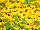 Live BLACK-EYED SUSAN Plant / Rudbeckia Fulgida 'Goldsturm' - [Pint Pot] Flowering Plants