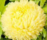 ASTER PAEONY DUCHESS YELLOW Callistephus Chinensis - 100 Bulk Seeds Garden Plants