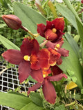 ORCHID PLANTS Onciduim bulbs new varieties 10 no pot bare root plus extras Orchids