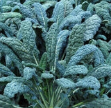 LACINATO KALE SEEDS 600+ "DINOSAUR KALE" cool WEATHER vegetable GARDEN NON-GMO Garden Plants