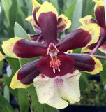 Odcdm. Wildcat 'RainbowÕ Blooming size Orchids