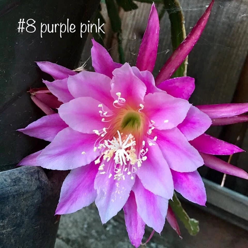 Purple pink Epiphyllum orchid cutting with one large open flower
