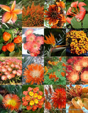 ORANGE FLOWER PLANTS MIX exotic garden tree fragrant bonsai bloom seed 15 seeds Garden Plants