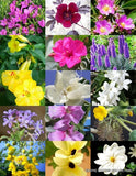SPRING FLOWERING PLANTS MIX wild flower blooming garden plant yard seed 25 seeds Garden Plants