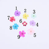 12PCS real Pressed dry Flower 9 colors dyed available, for art candle FCD28 Dried Flower