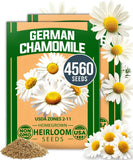 HOME GROWN German Chamomile Seed Pack Ð 4,560 Heirloom Seeds 2-Pack, White Garden Plants