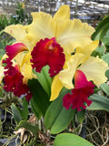 (183-4) Blc.Waianae  Appeal Carmela     young plant Orchids