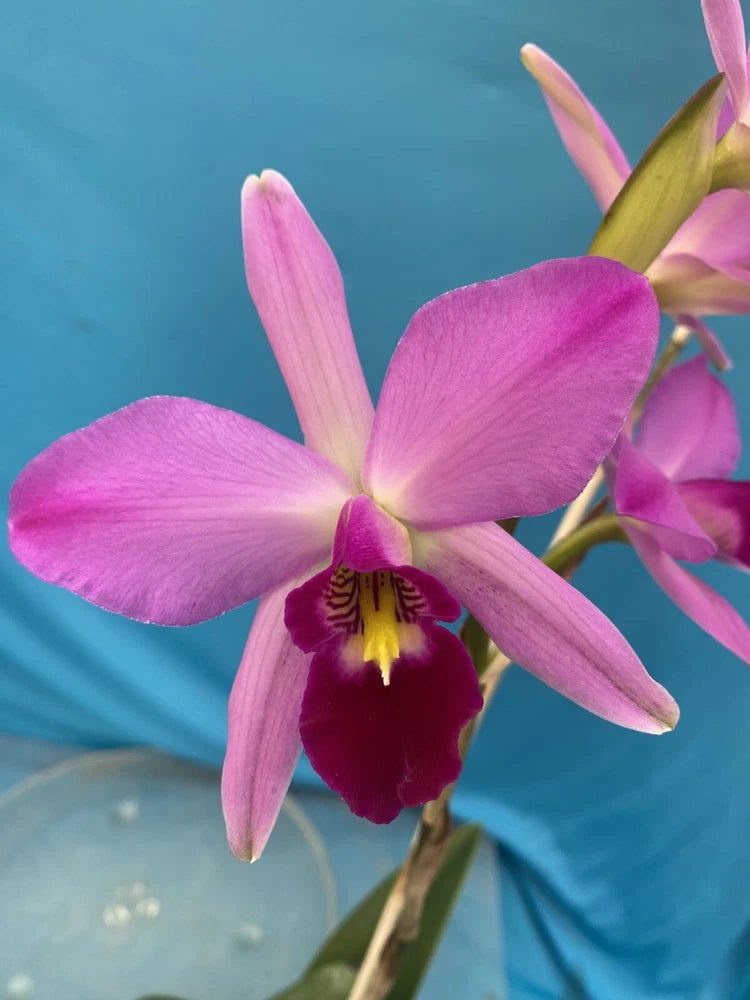 Pink purple orchid flower with yellow and dark red center lip