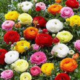 Ranunculus Seeds packet of 60 (Persian Buttercup) USA grown Ranunculus