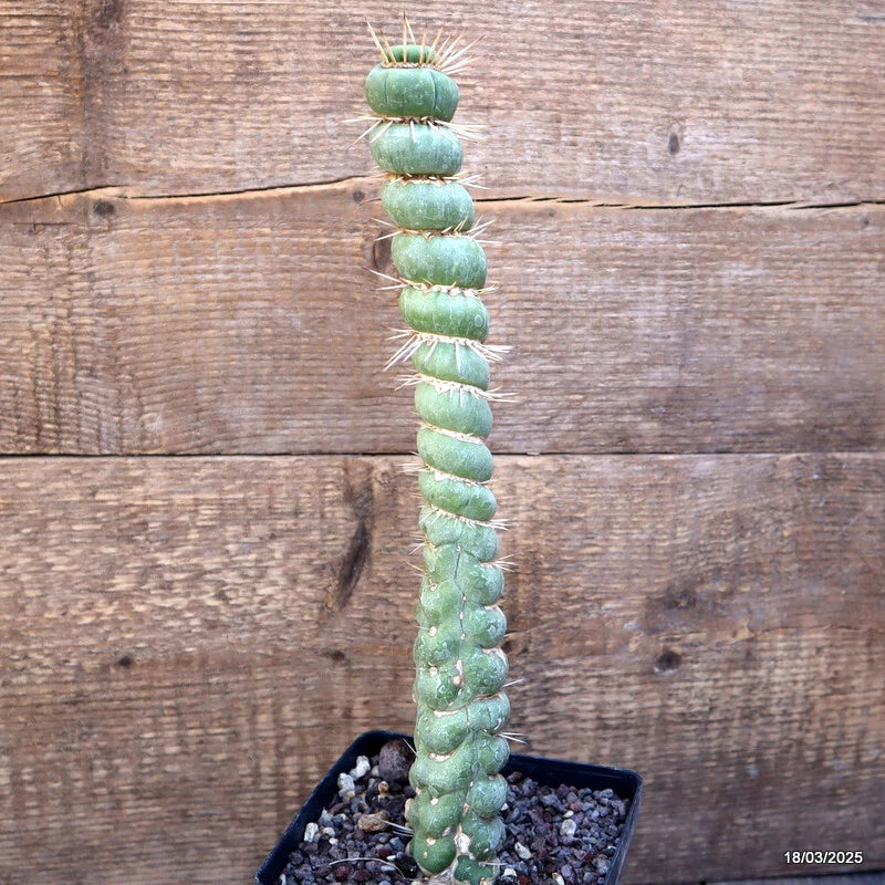 Green columnar cactus plant in black square pot with dark soil and spines