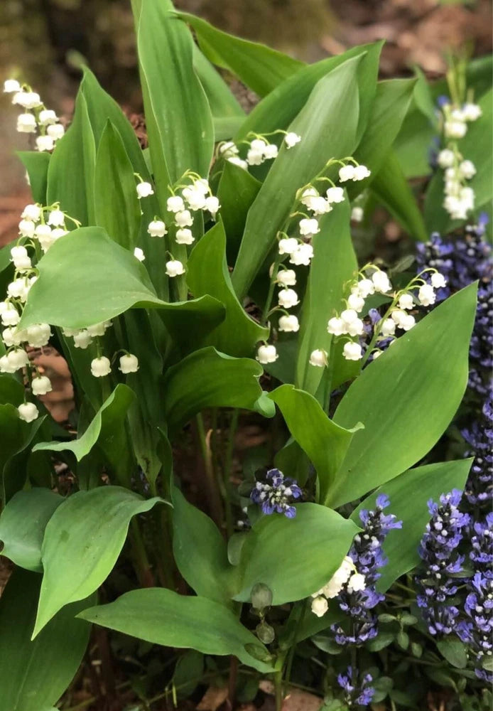 Live 20+ Live Fragrant Lily Of The Valley Plants  -Hardy Perennial Grnd Cover Flowering Plants