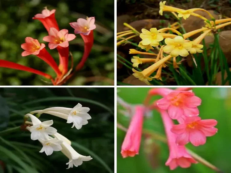 Ifafa lily flower bulbs, pink/red and yellow lily blooms