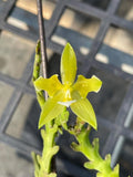 Original Phal Phalaenopsis species cornu cervi var flava '3 lips'-STEM-FRAGRANT Orchids