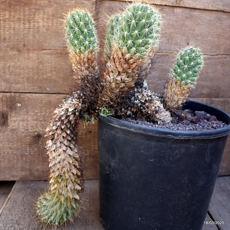 Potted clumping cactus with pale green spiny arms, in black plastic pot