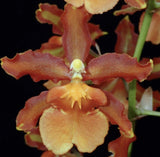 Oncostele Catatante ÔLos RobleÕ Bloom size Orchids