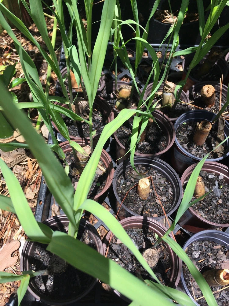 Sugarcane starter plants in small black pots with long green leaves