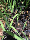 Sugarcane Sugar Cane Starter Plant Organic Garden Plants