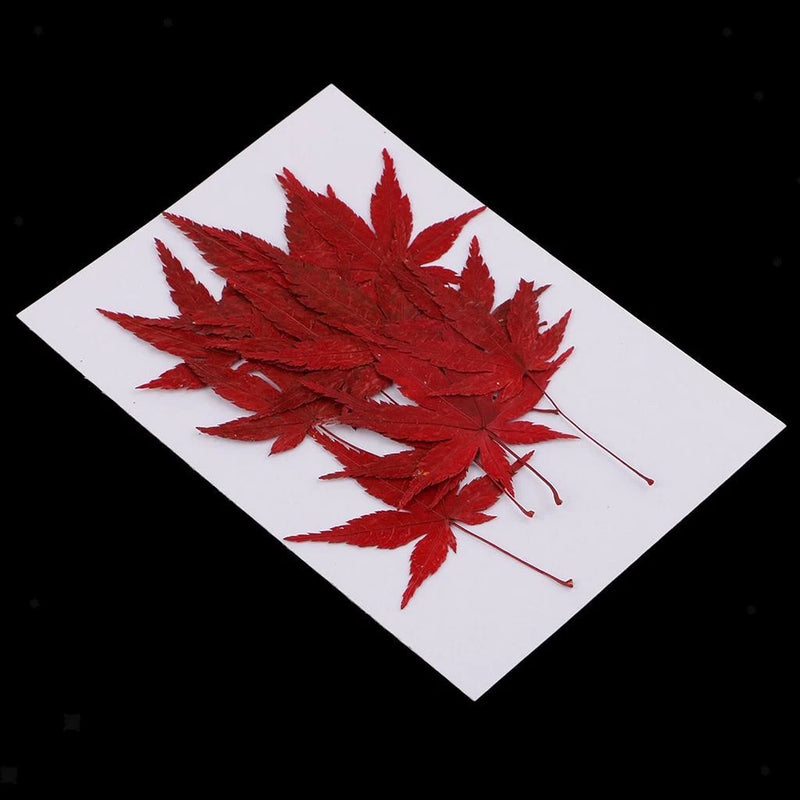 Pressed dried red maple leaf pieces on white card for DIY necklace pendant