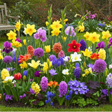Complete Spring Flower Garden | 50 Fresh Bulbs | Bloom All Spring and Summer | Garden Plants