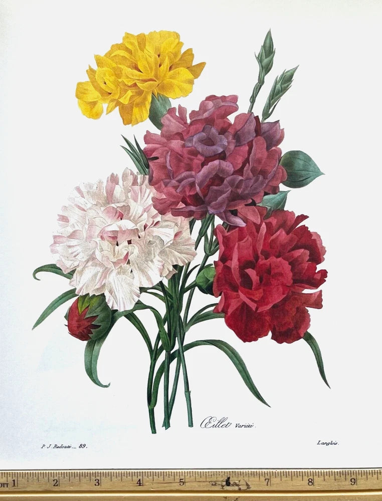 Redoute Flowers #89 OEILLET CARNATION BOUQUET BOTANICAL ART BK PLATE SUPERB L@@K Carnation