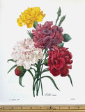 Redoute Flowers #89 OEILLET CARNATION BOUQUET BOTANICAL ART BK PLATE SUPERB L@@K Carnation