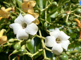 Pua Keni Keni, Perfume Flower Tree, Fagraea Berteroana - 30 Seeds 2025 - USA Green Plant
