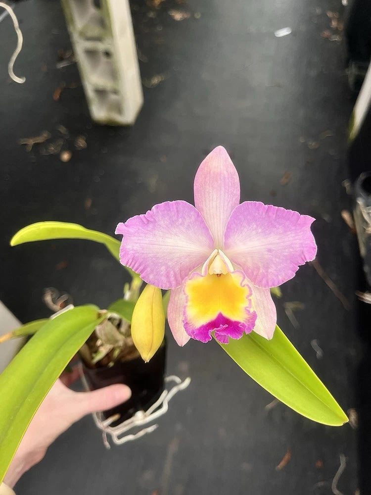 Cattleya orchid plant with purple-pink and yellow flowers, green leaves, in pot