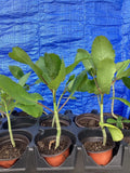 IMMUNE BOOST JAMAICAN -LEAF-OF LIFE  (Bryophyllum pinnatum) (1X6"-9" SHIP FREE! Garden Plants