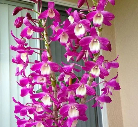 Pink-purple and white dendrobium orchid blooms on tall stems