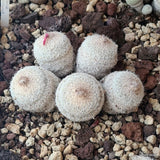 D5524 EPITHELANTHA MICROMERIS potX-H5-W10 cm MaMa Cactus Green Plant
