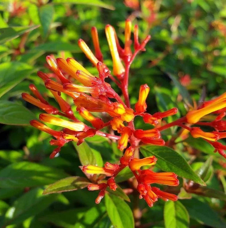 Set 2 Hamelia Mexican Firebush Starter Plant - 3-6" Tall - Vibrant Flowers Flowering Plants