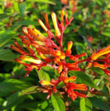 Set 2 Hamelia Mexican Firebush Starter Plant - 3-6" Tall - Vibrant Flowers Flowering Plants
