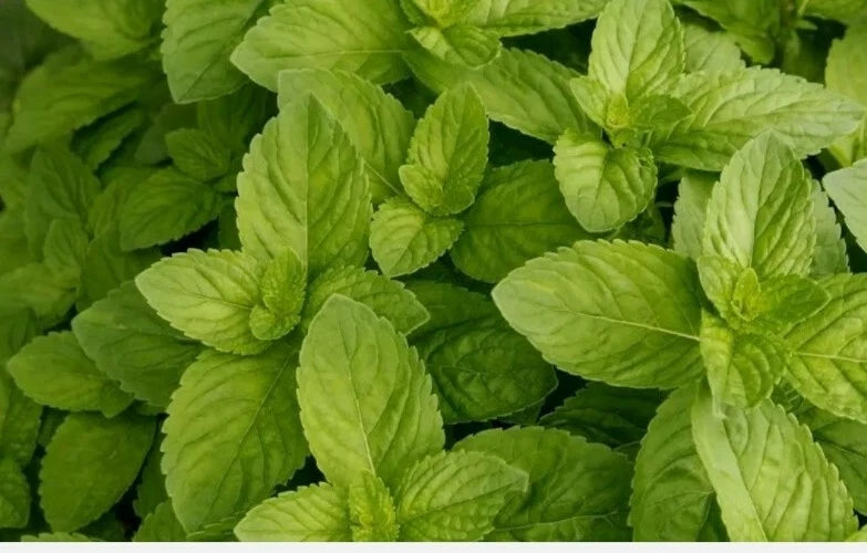 SPEARMINT BULK 20 SEEDS * MOJITO*MINT JULEP*CONFECTIONERY* HERBAL TEA * AROMA* Garden Plants