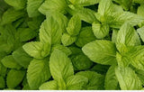 SPEARMINT BULK 20 SEEDS * MOJITO*MINT JULEP*CONFECTIONERY* HERBAL TEA * AROMA* Garden Plants