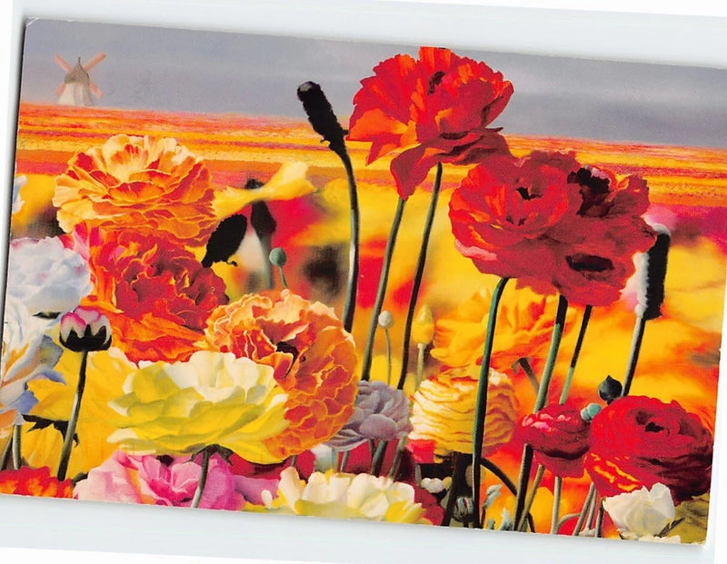 Postcard Ranunculus plants The Flower Fields Carlsbad California USA Ranunculus