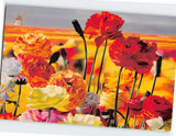 Postcard Ranunculus plants The Flower Fields Carlsbad California USA Ranunculus