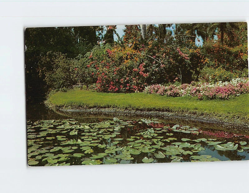 Garden pond postcard with green lily pads and colorful flower plants in bloom