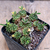 D1669 EUPHORBIA JAPONICA COMPACT FORM pot8-H5-W8 cm MaMa Cactus Green Plant