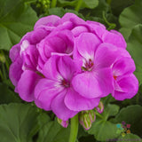 25+ Calliope Lavender Geranium Seeds for Garden Planting - USA - FREE SHIPPING! Garden Plants