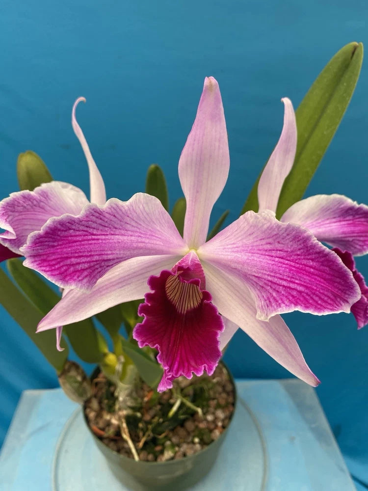 Fragrant pink and purple orchid in a small pot, with broad petals and green leaves