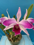 Cattleya purpurata Raspberry X Double Flame Fragrant Orchid Species 4Ó Pot Orchids
